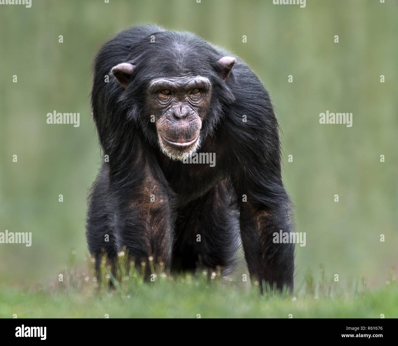 Schimpanse XXXII Stockfoto