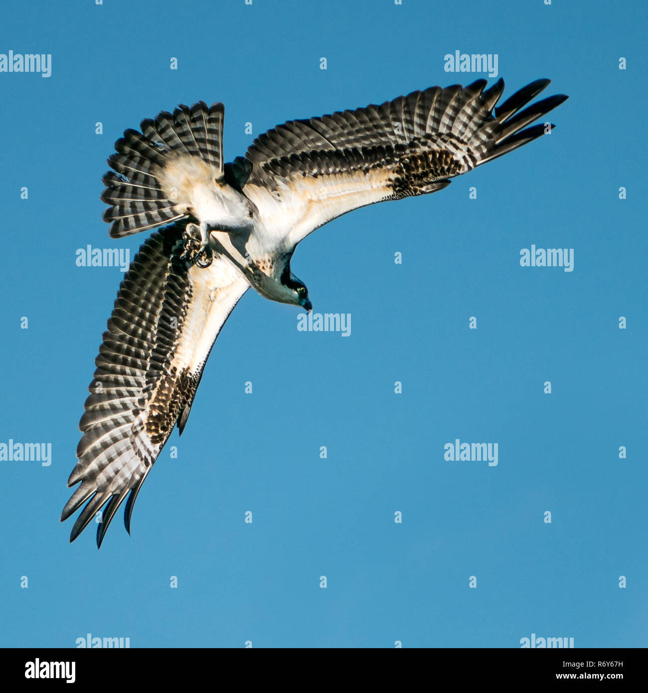 Osprey Dive V Stockfoto