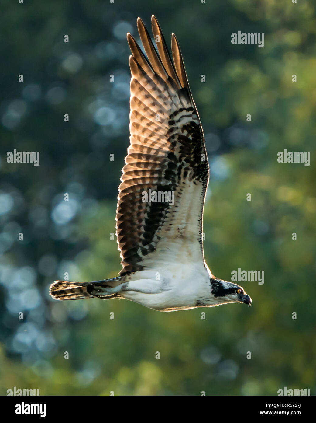 Osprey Flug IV Stockfoto