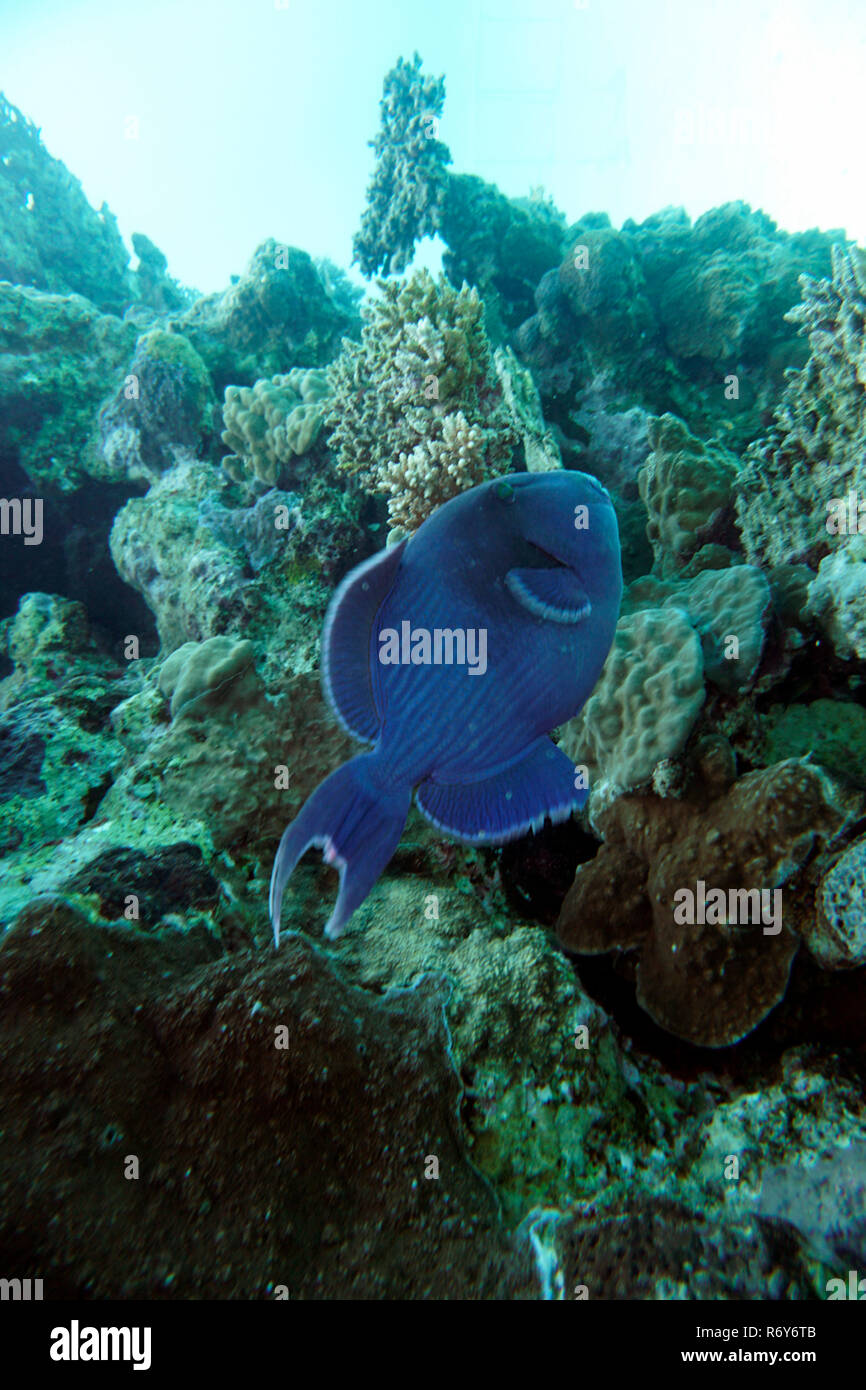 Blau gestreiften Drückerfische (pseudobalistes Fuscus), El Quseir, Ägypten Stockfoto