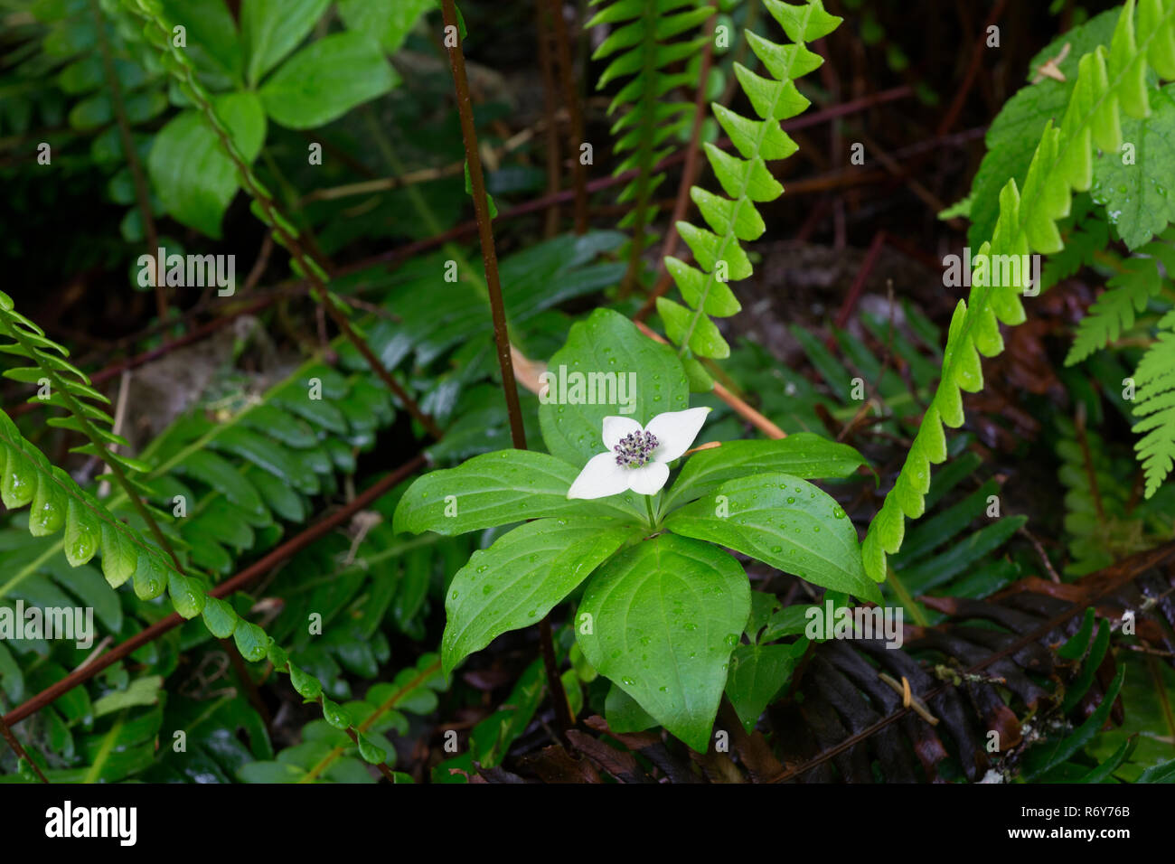 WA 15452-00 ... WASHINGTON - Boden hartriegel Blüte zwischen den Farnen auf dem Waldboden entlang der Twin Brände Loop Trail im Mount Rainier National Park Stockfoto