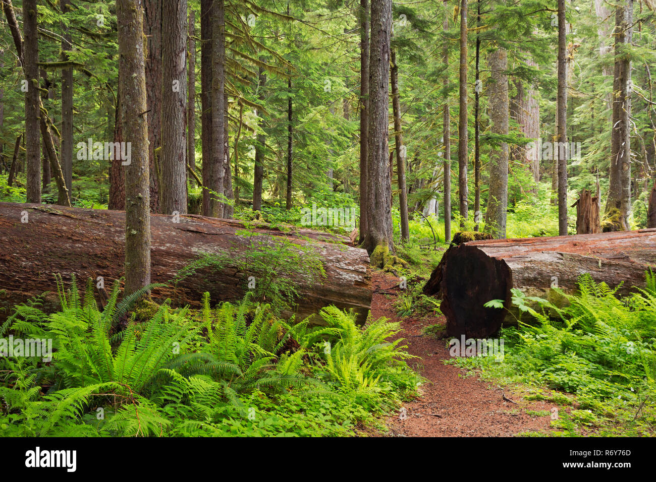 WA 15453-00 ... WASHINGTON - Farne und ein gefallener Riese entlang der Twin Brände Loop Trail im Mount Rainier National Park. Stockfoto