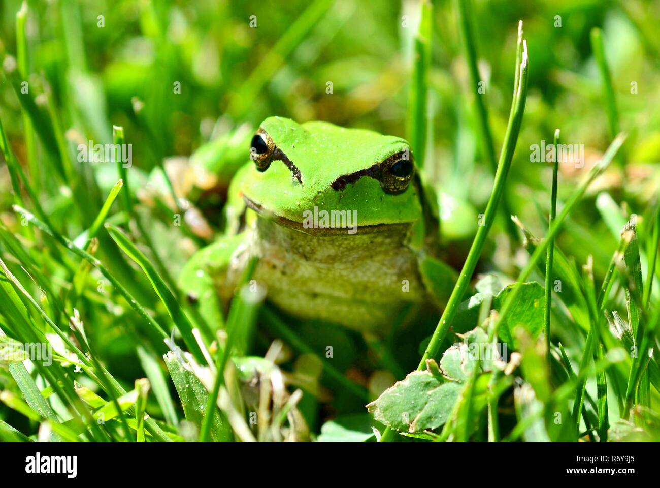 Grüner Laubfrosch Stockfoto