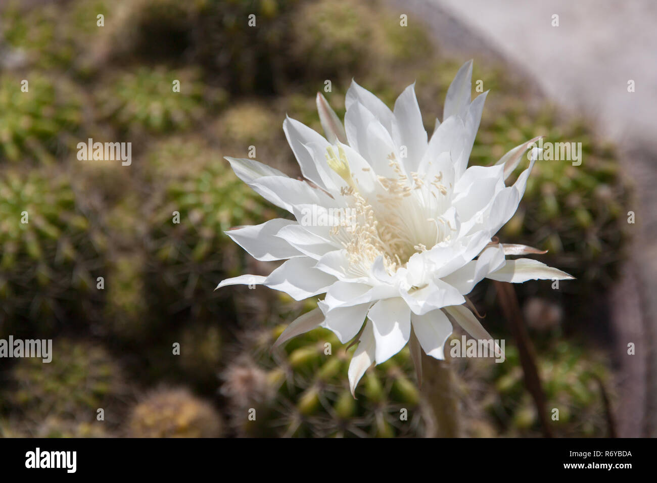 Blume weiß Cactus Stockfoto