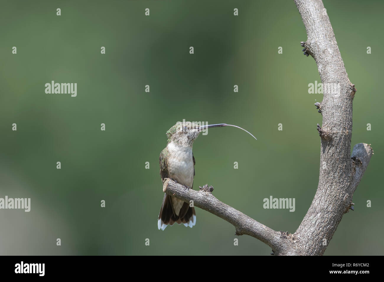 Ruby-throated hummingbird thront im Garten seine lange Zunge angezeigt. Stockfoto