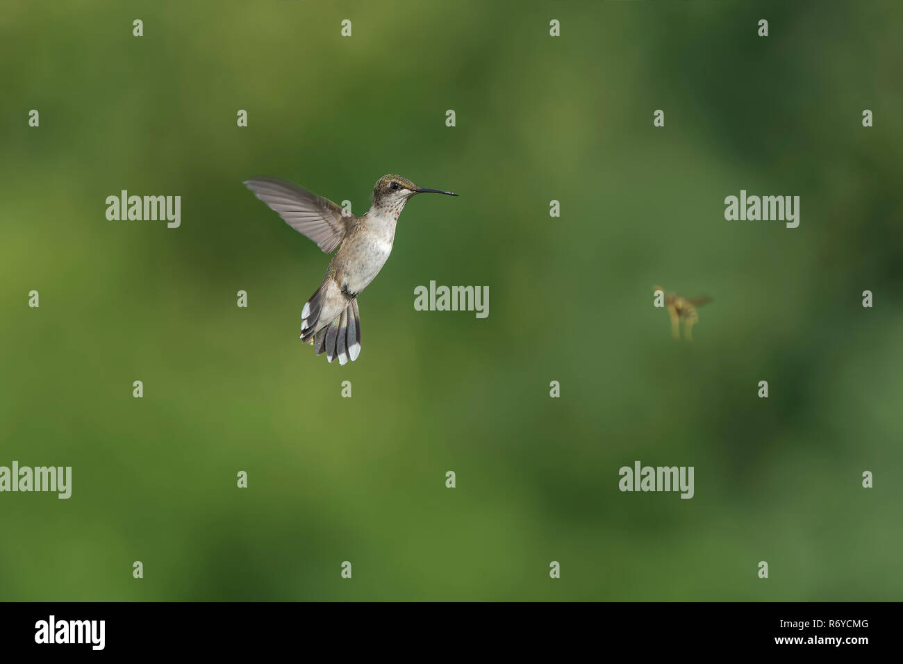 Ruby-throated hummingbird Fliegen im Garten beobachten, eine gelbe Jacke Wespen fliegen. Stockfoto