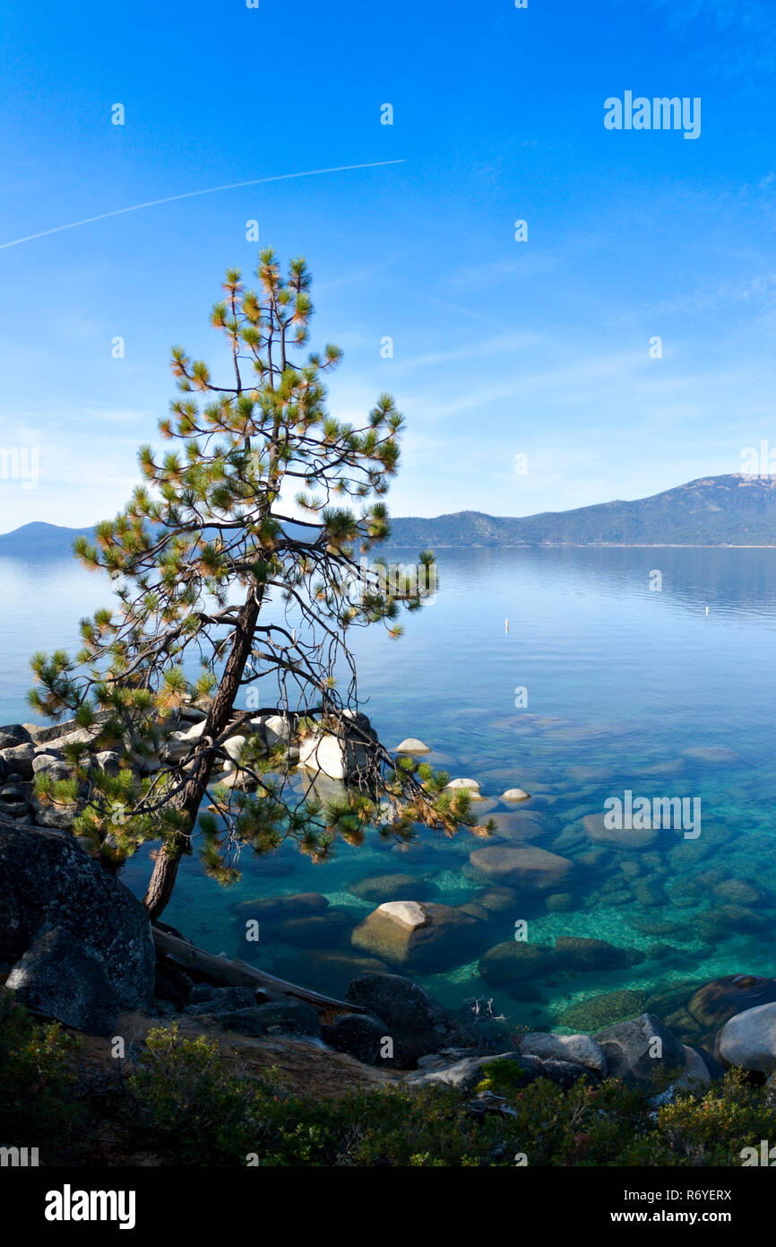 Kiefer in der Front mit Lake Tahoe in der Rückseite Stockfoto