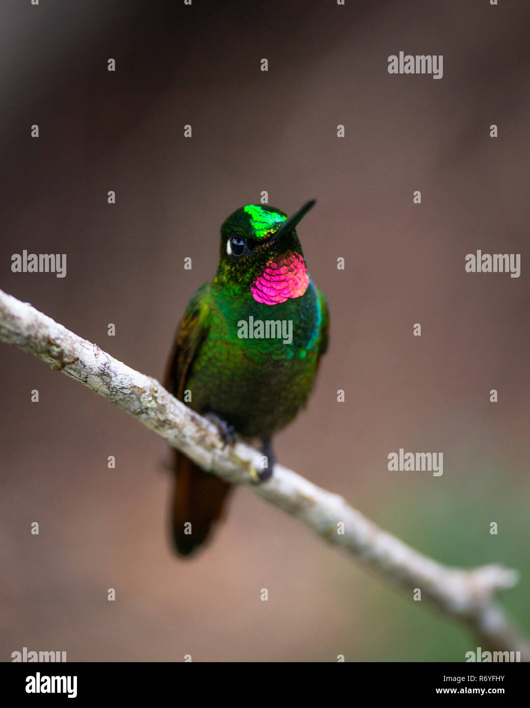 Ein männlicher Brasilianischen Ruby (Clytolaema rubricauda) seine hellen Federn anzeigen Stockfoto