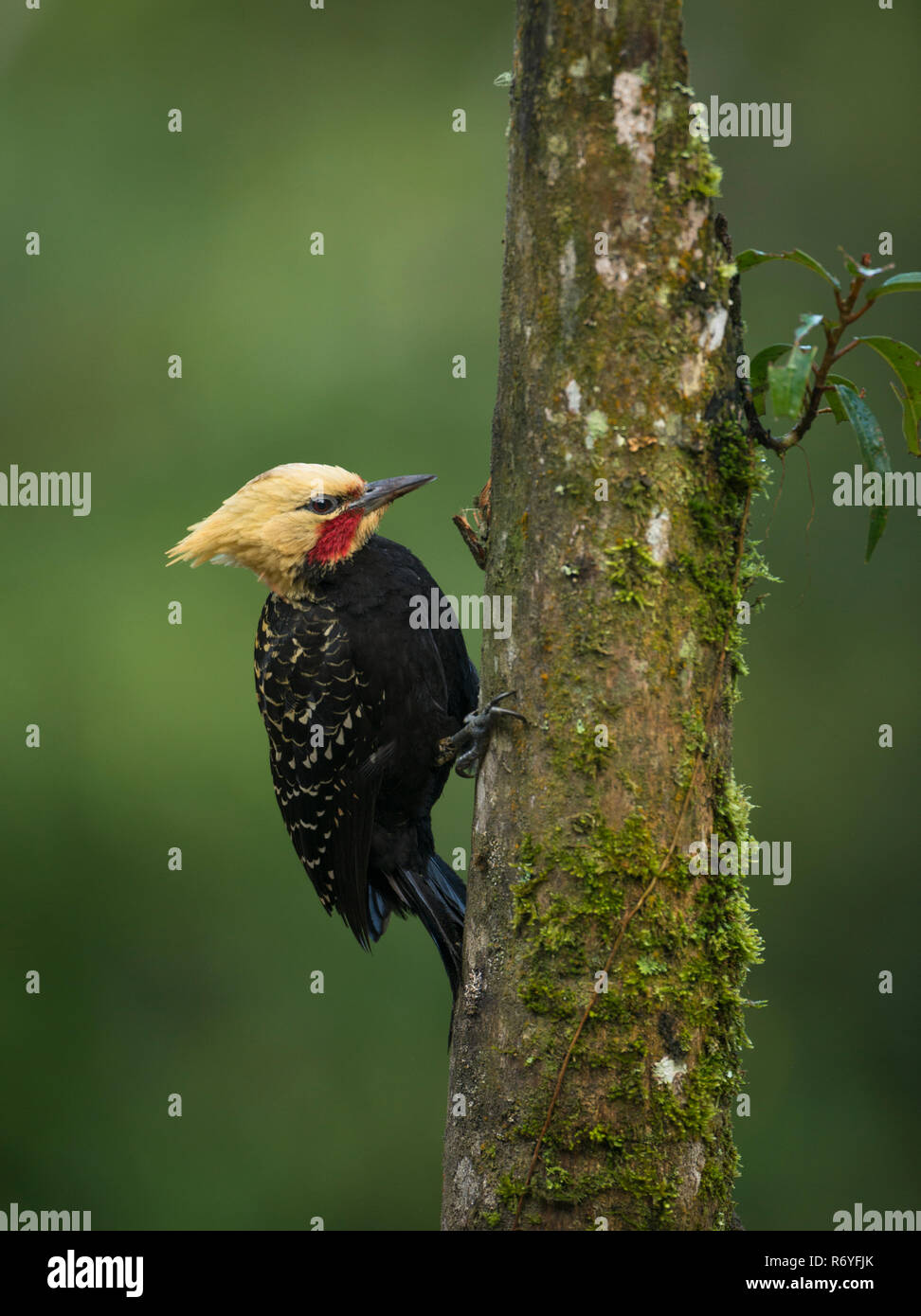 Die wunderschöne Blondine-Crested Specht vom Atlantischen Regenwald. Stockfoto