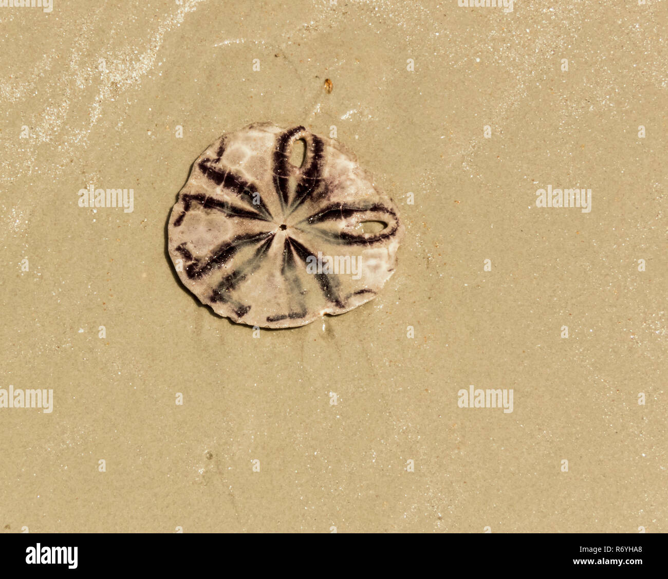 Skelett von seeigel am Strand in Thailand. Stockfoto