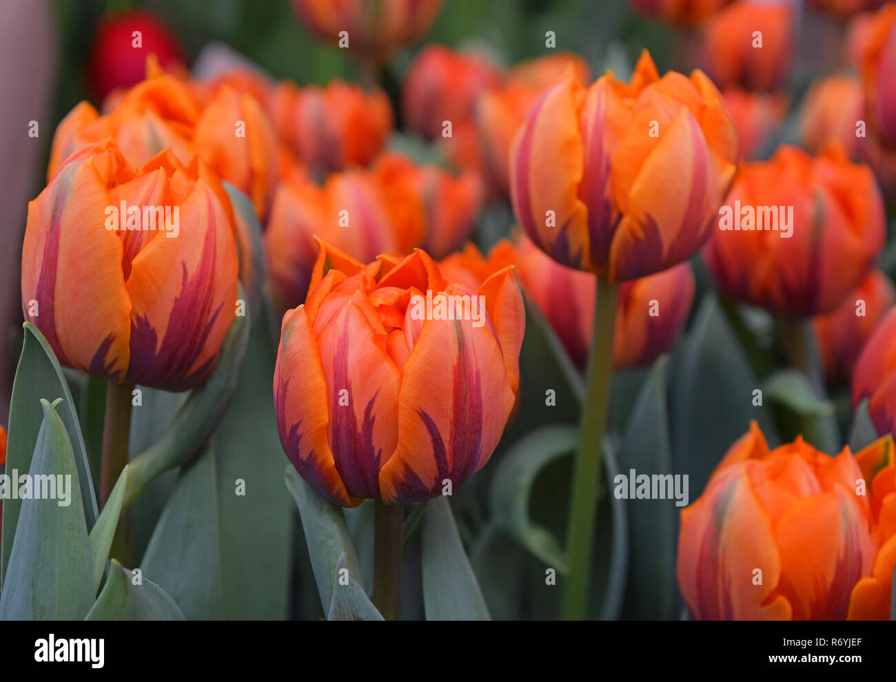 Orange Braun frische Tulpe Blumen Stockfoto