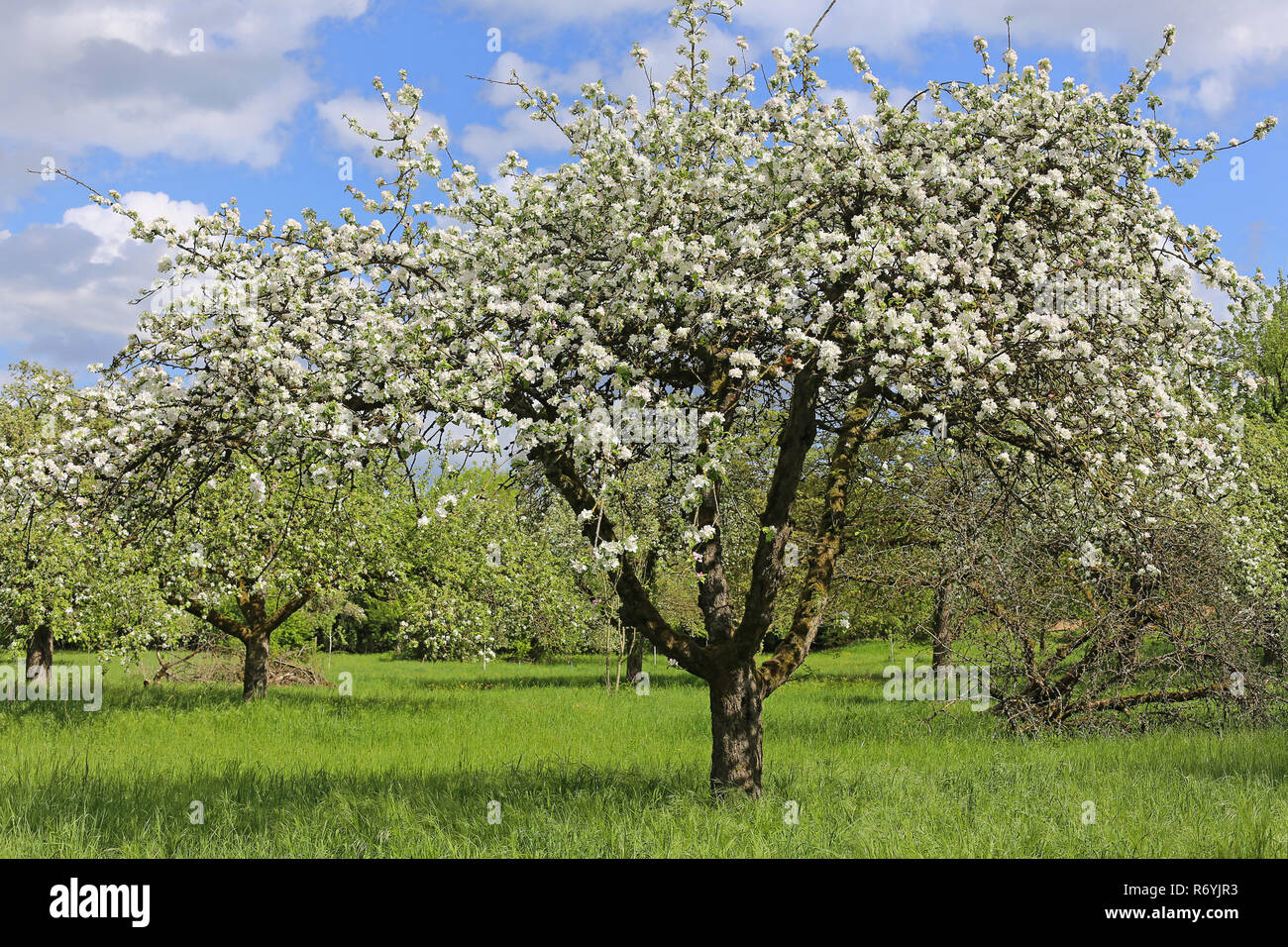 Blühender Apfelbaum auf der Orchard Wiese Stockfoto