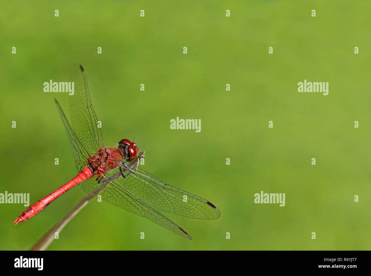 Männlichen Blut rot darter Sympetrum sanguineum Stockfoto