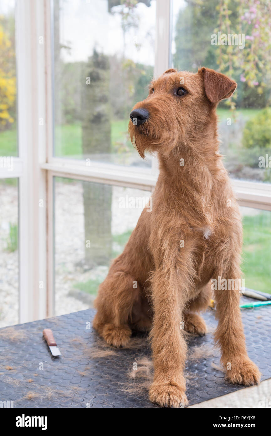 Portrait von präparierten Irish Terrier Stockfoto