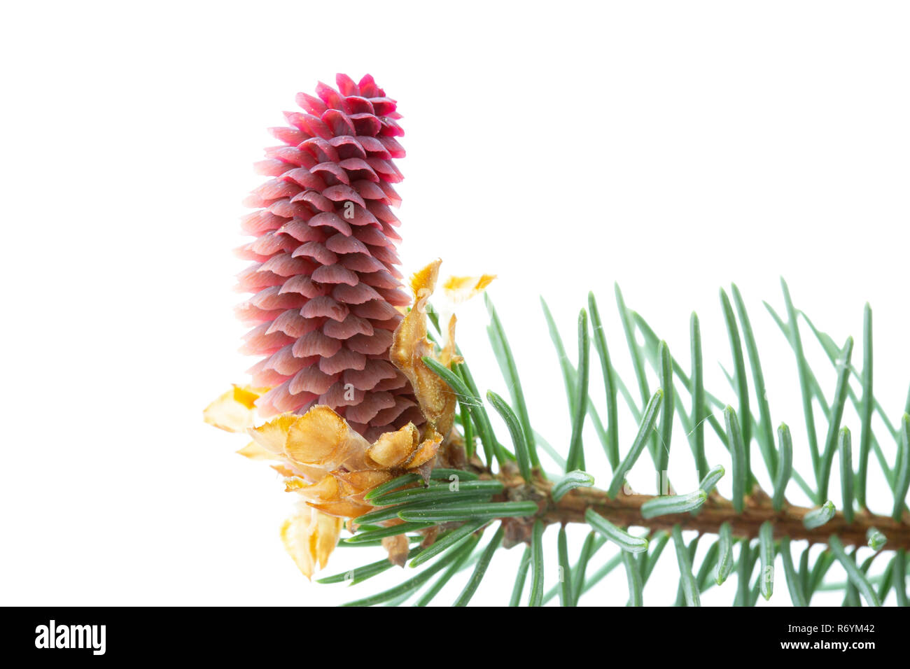 Junge Pine Cone auf weißem Hintergrund Stockfoto