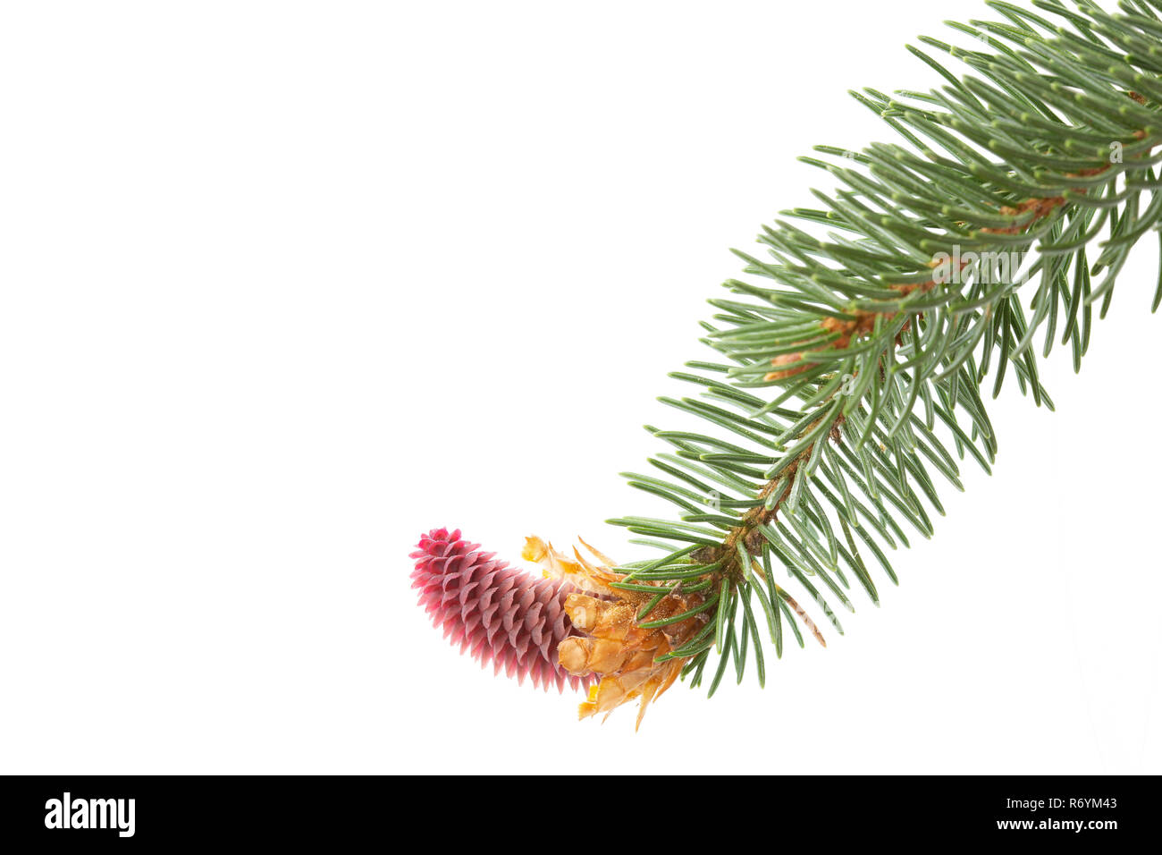 Junge Pine Cone auf weißem Hintergrund Stockfoto
