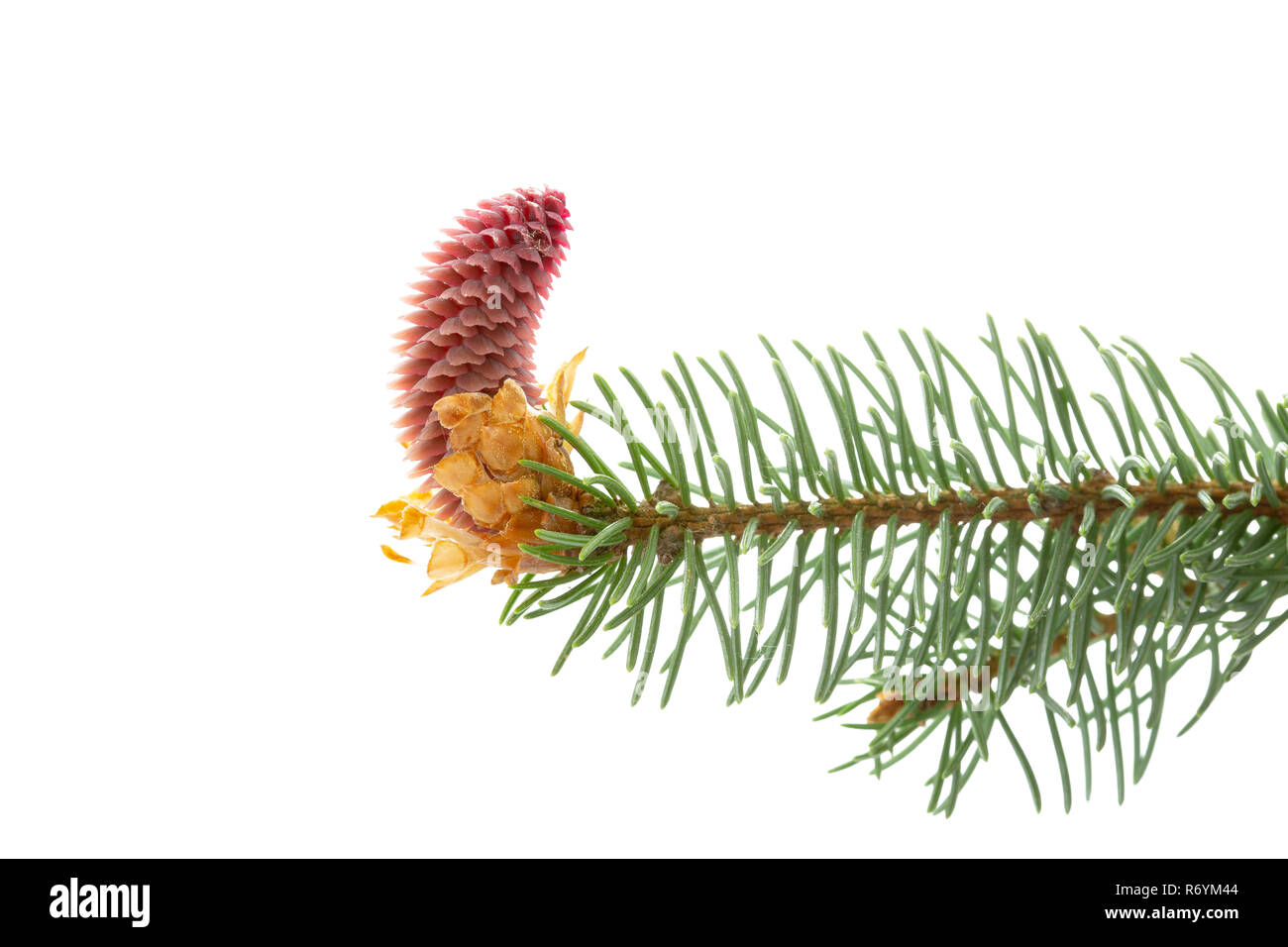 Junge Pine Cone auf weißem Hintergrund Stockfoto