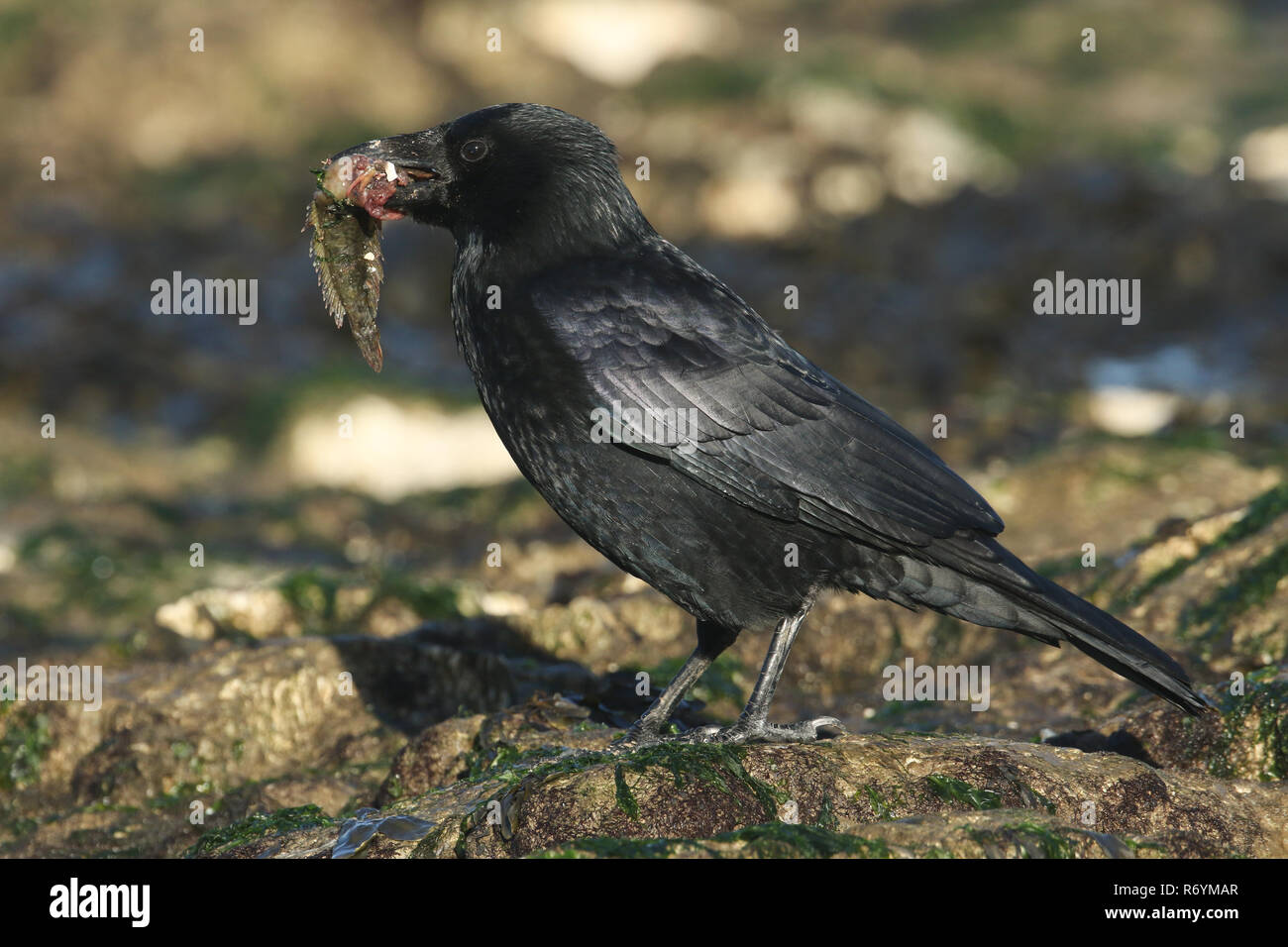 Eine Nebelkrähe (Corvus corone) hocken auf einem Felsen am Strand in Großbritannien mit einem Fisch im Schnabel, die zu essen. Stockfoto