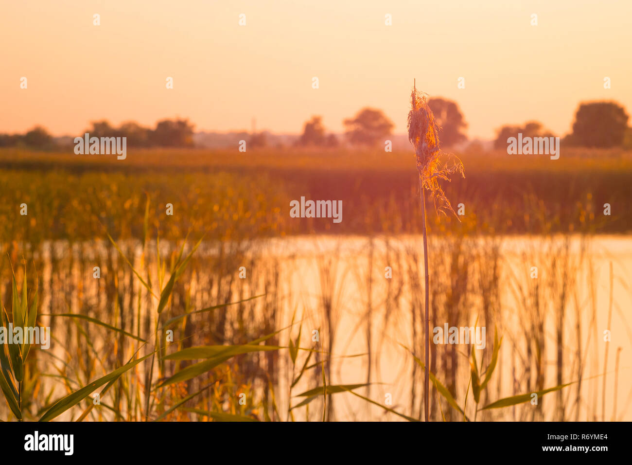 Schilf in der Nähe eines Flusses im Sonnenlicht bei Sonnenuntergang. Stockfoto