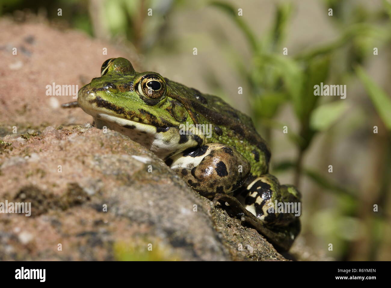 Teich Frosch (pelophylax esculentus, Rana esculenta), Wasser Frosch