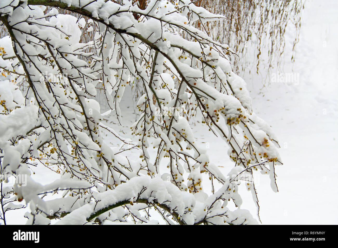 Crab Apple Tree abgedeckt im Schnee Stockfoto
