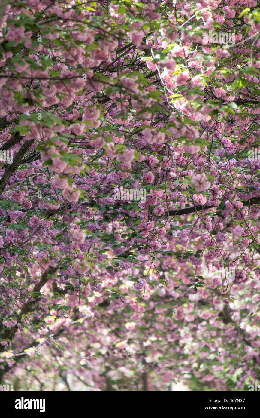 Kirschblüte in Bonn. Stockfoto