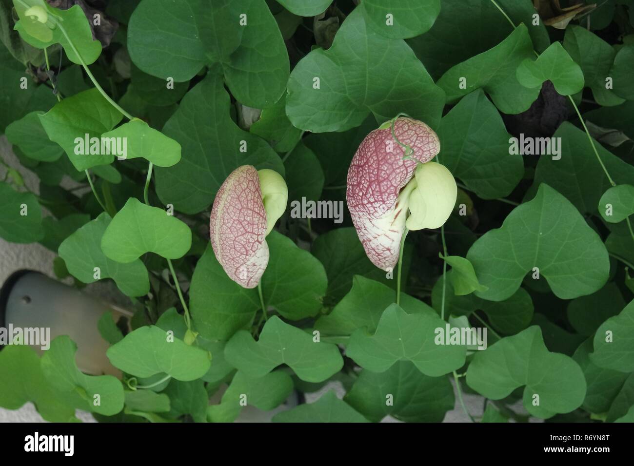 Die Blume mit riesigen Blüten Stockfoto