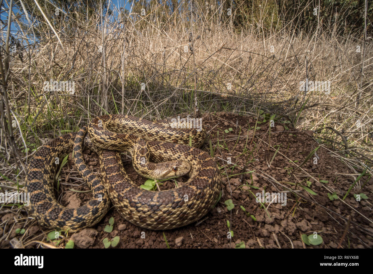 Pacific gopher snake (Pituophis catenifer catenifer) Aalen in der Sonne, um in westlichen Kalifornien zu warm. Stockfoto