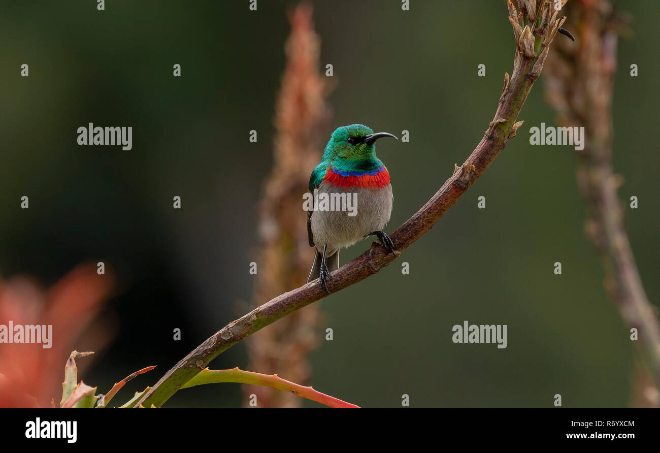 Südliche Doppel-collared Sunbird, Cinnyris chalybeus, auf saftigen thront. Kapstadt, Südafrika. Stockfoto