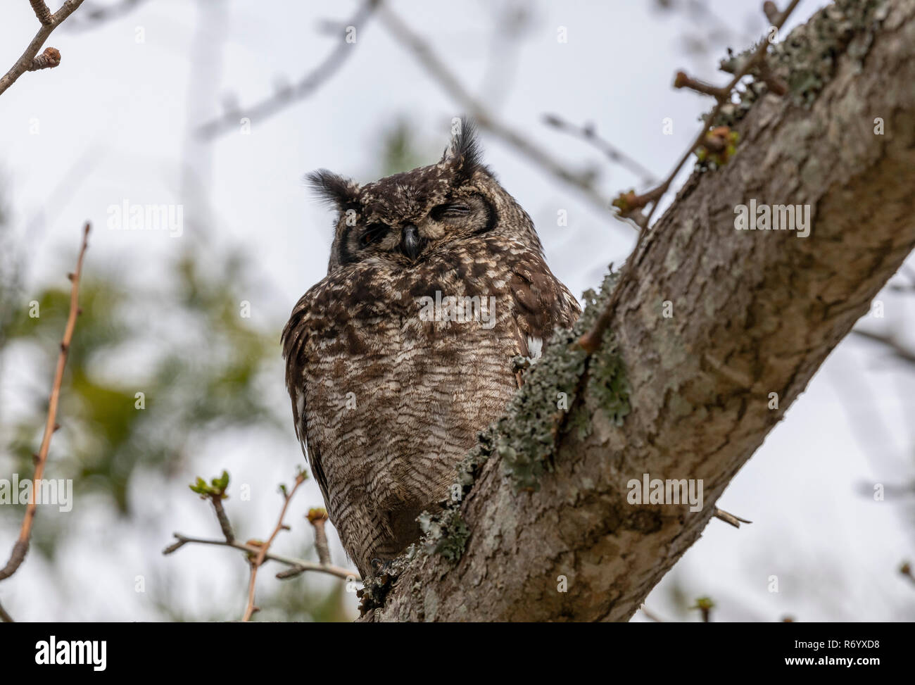 Schreiadler - Eule Bubo Africanus, thront auf Zweig. Kapstadt, Südafrika. Stockfoto