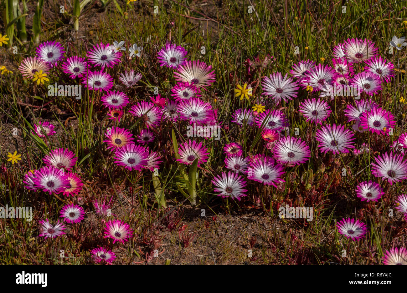 Livingstone Daisy, Dorotheanthus bellidiformis, in der Blume en masse am Tinie Versfeld finden, Cape, Südafrika. Stockfoto