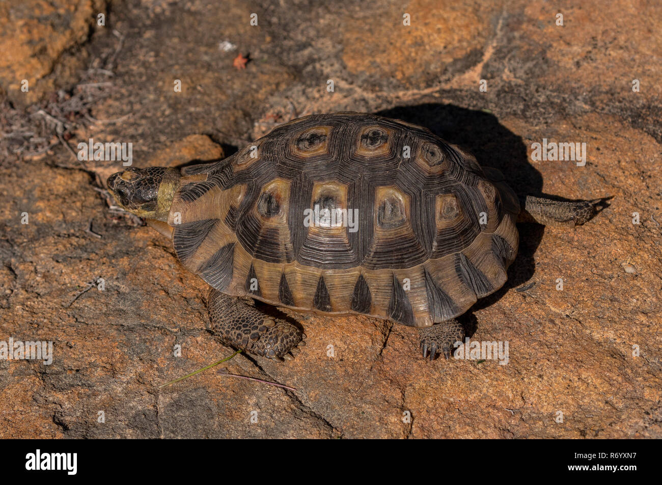 Anwinkeln Schildkröte, Chersina angulata, auf Fels in die Drakensberge, Südafrika. Stockfoto