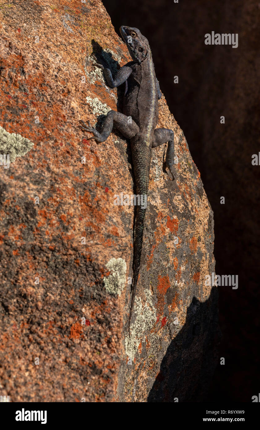 Southern Rock, Agama agama Atra, auf Flechten bewachsene Felsen, Namaqualand. Stockfoto