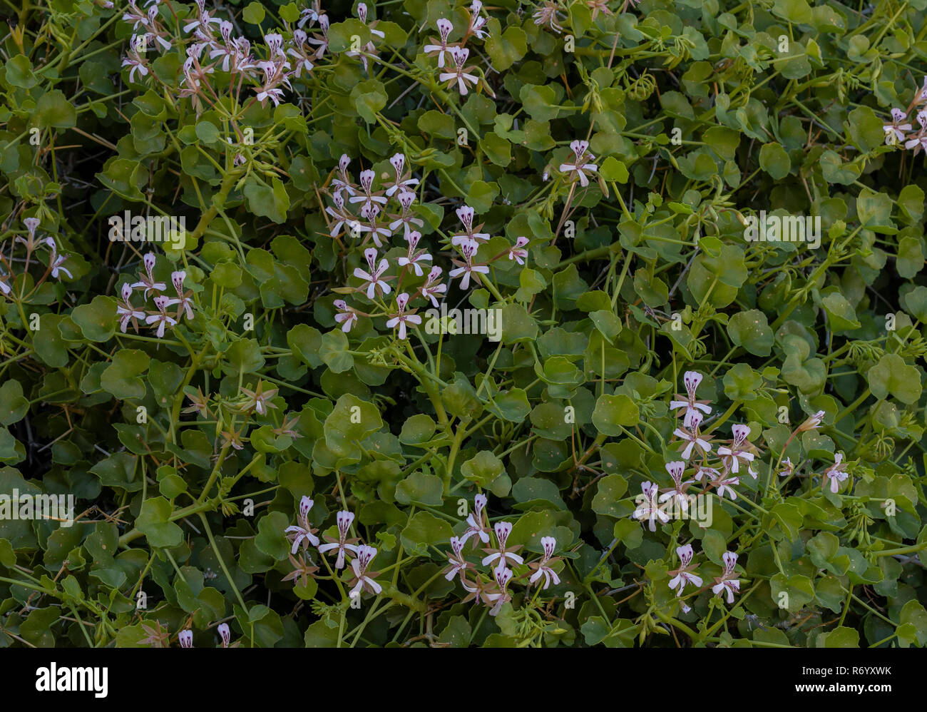 Stachelige Pelargonium, Pelargonium spinosum, in der Blume in der namaqua Wüste, Südafrika. Stockfoto