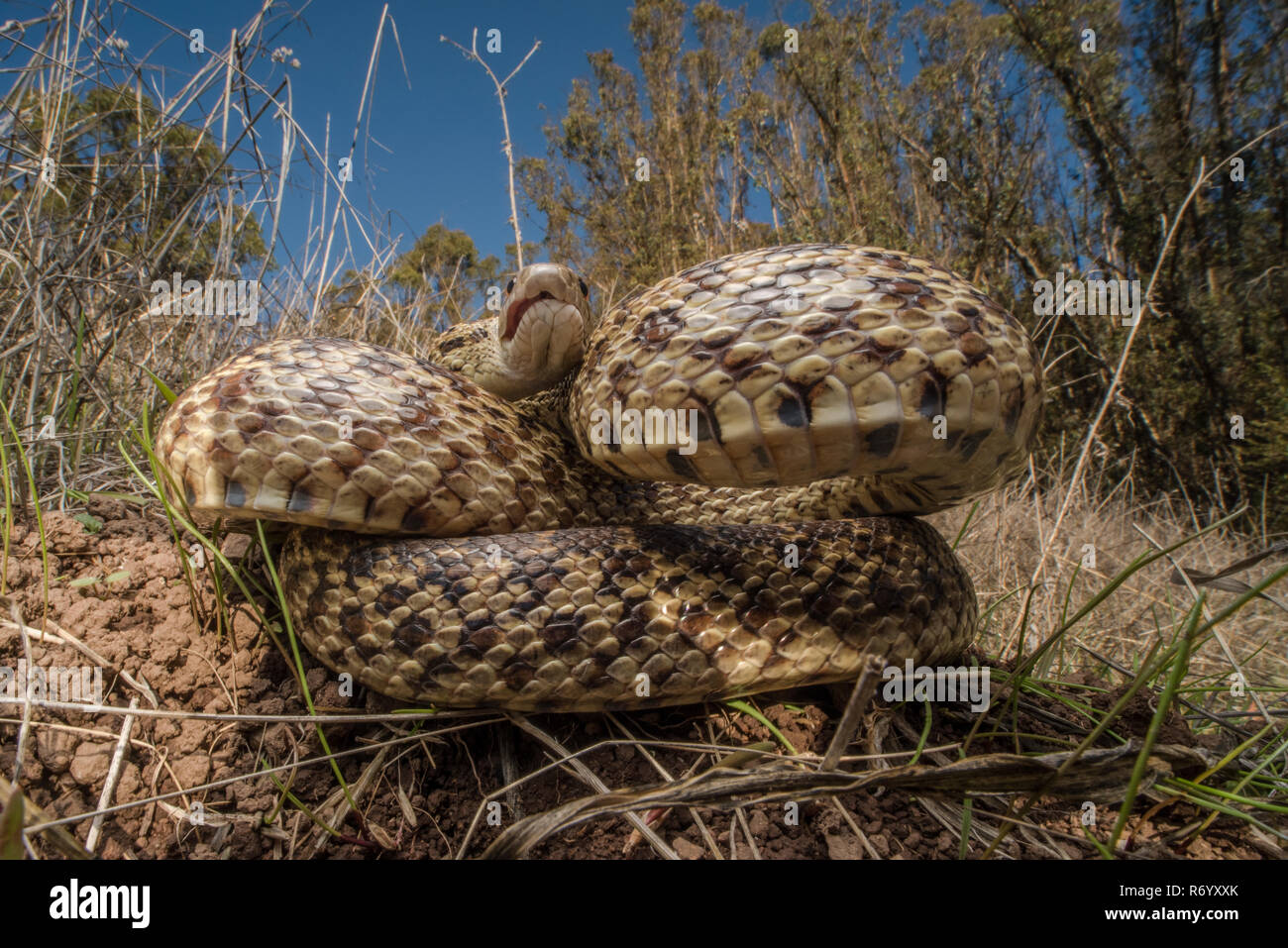 Ein sehr wütend Pacific gopher snake (Pituophis catenifer catenifer) Zischen und Longieren an der Kamera, um die Fotografin weg zu erschrecken. Stockfoto