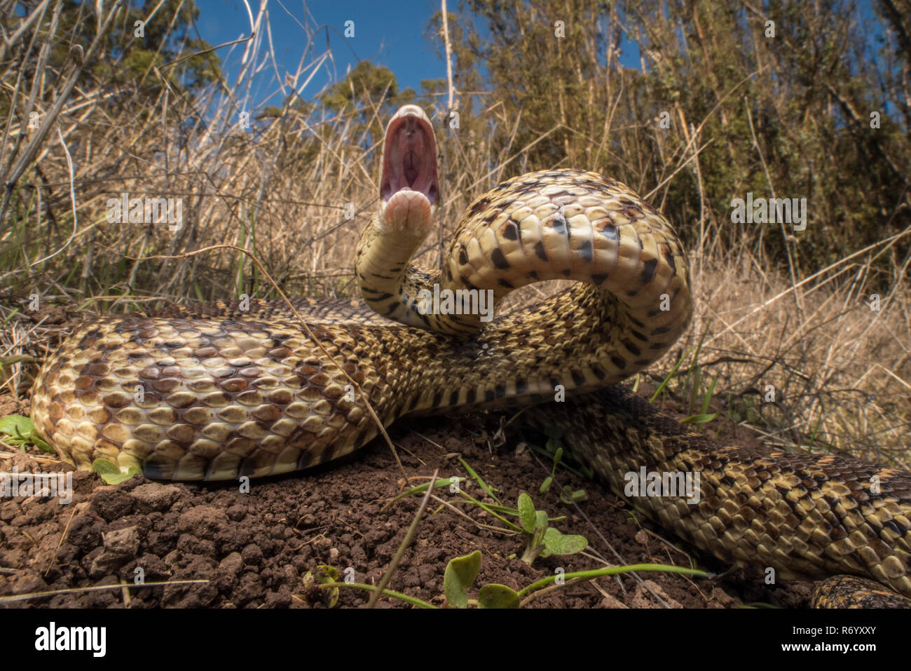 Ein sehr wütend Pacific gopher snake (Pituophis catenifer catenifer) Zischen und Longieren an der Kamera, um die Fotografin weg zu erschrecken. Stockfoto