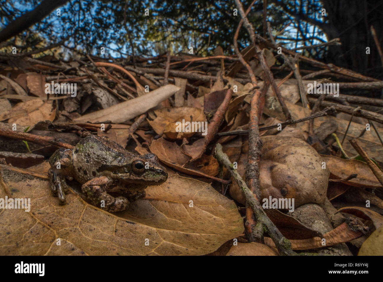 Eine Pazifische chorus Frosch von den Hügeln der East Bay Region an der Westküste von Kalifornien. Stockfoto