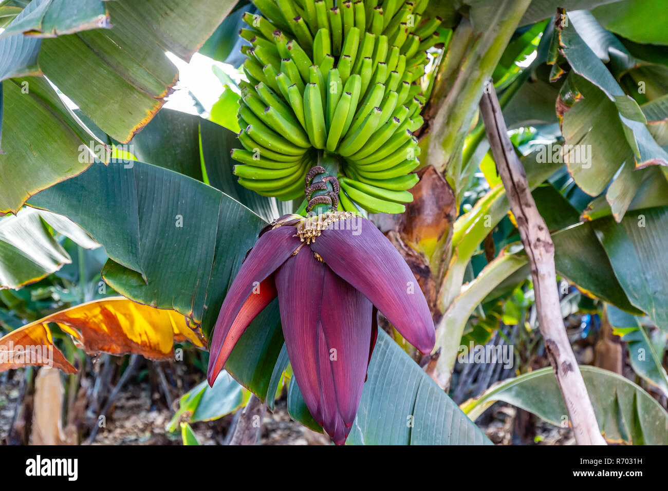 La Palma - Bananenstaude mit BlÃ¼te in Charco Azul Stockfoto