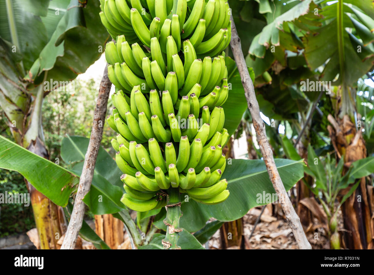 La Palma - Bananenstaude in San Andres Stockfoto