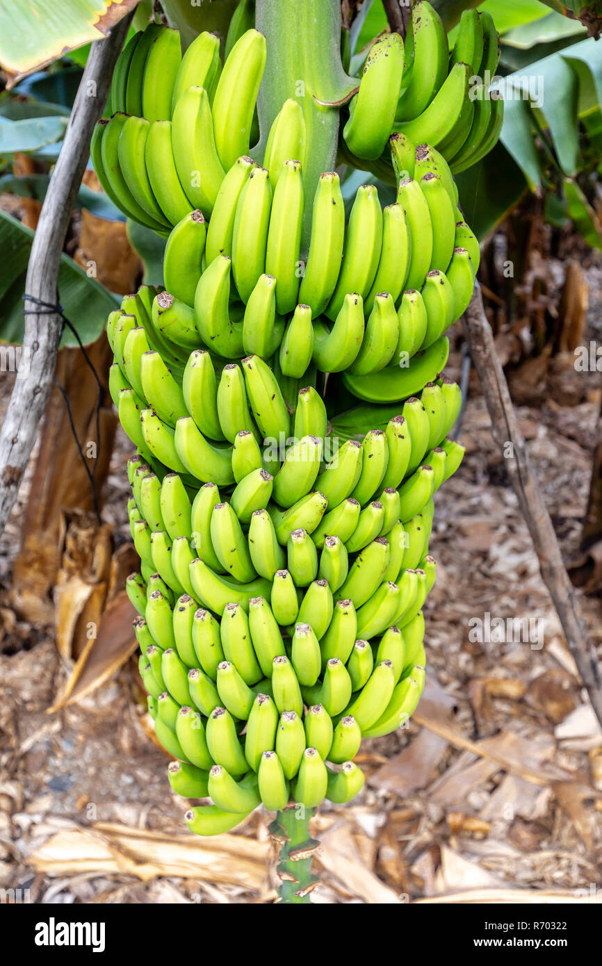 La Palma - Bananenstaude in San Andres Stockfoto