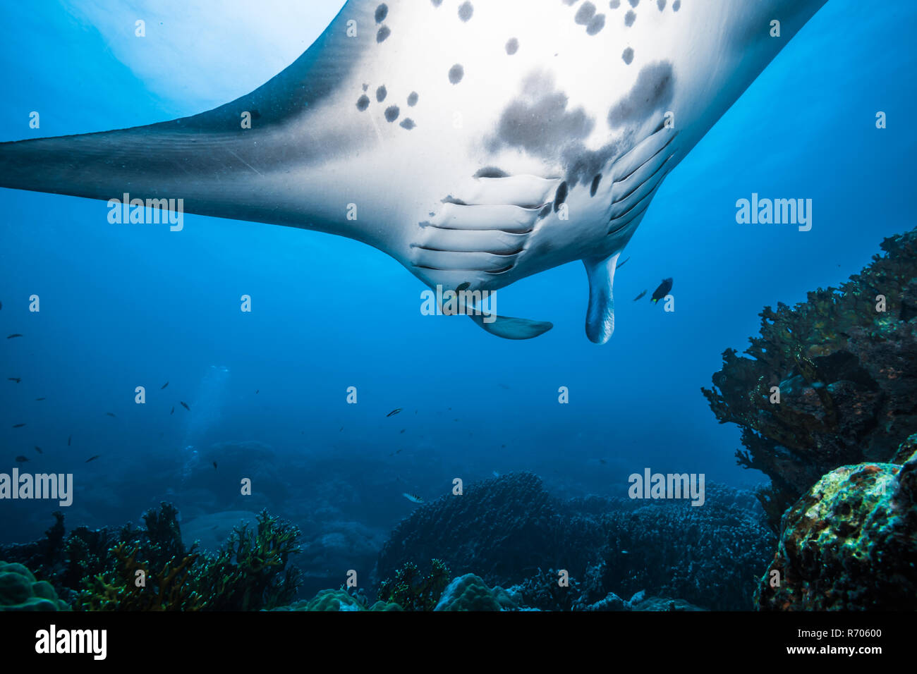 Manta Ray schwimmen rund um die Reinigungsstation. Yap, Insel, die Föderierten Staaten von Mikronesien. Stockfoto