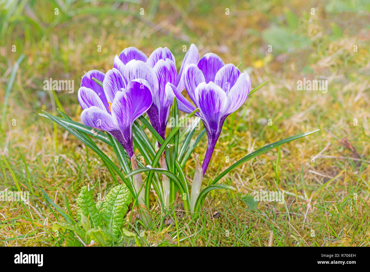 Lila krokusse Blumen im Gras Stockfoto