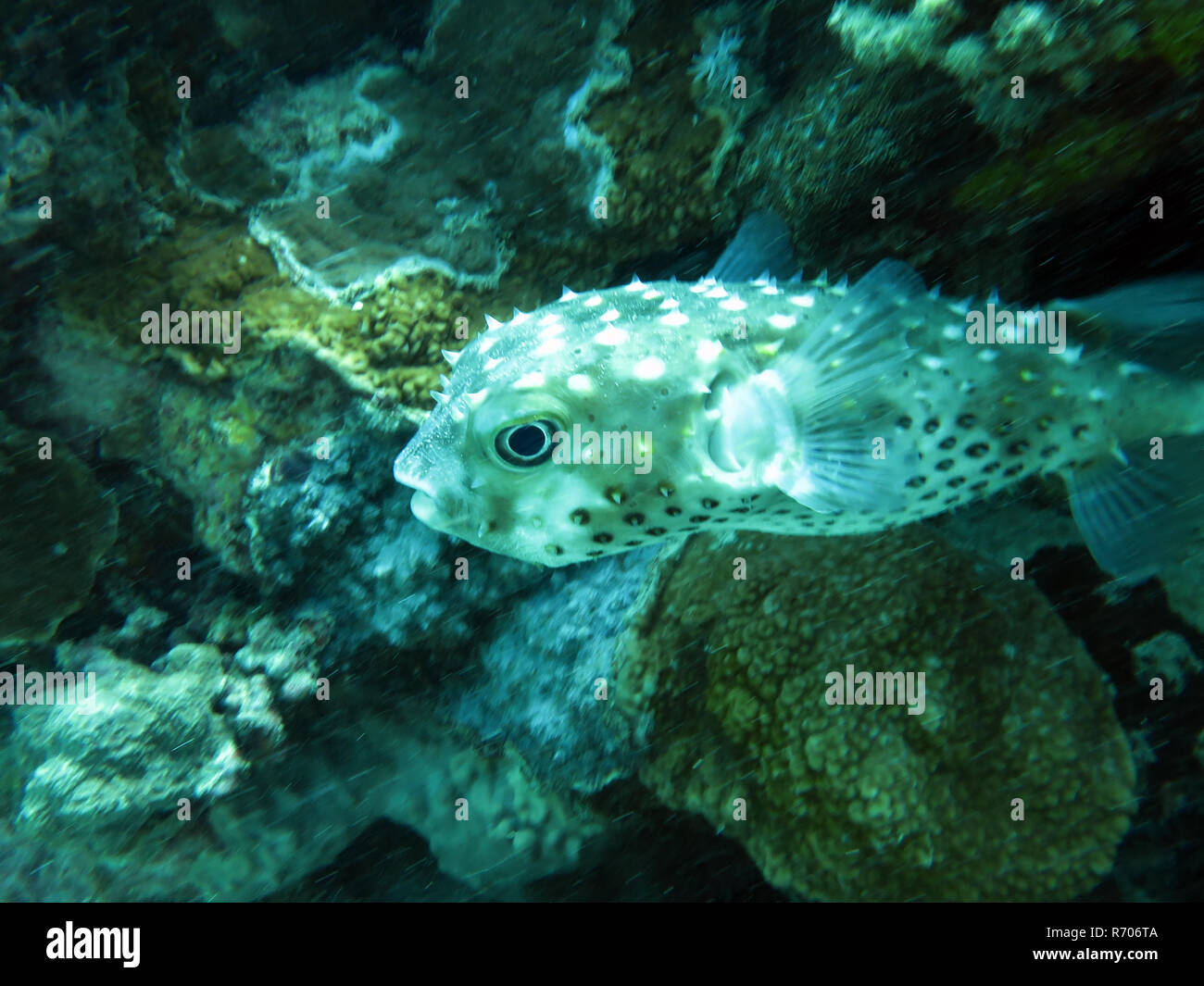 Gelb - gefleckte hedgehogfish (chilomycterus spilostylus) Stockfoto
