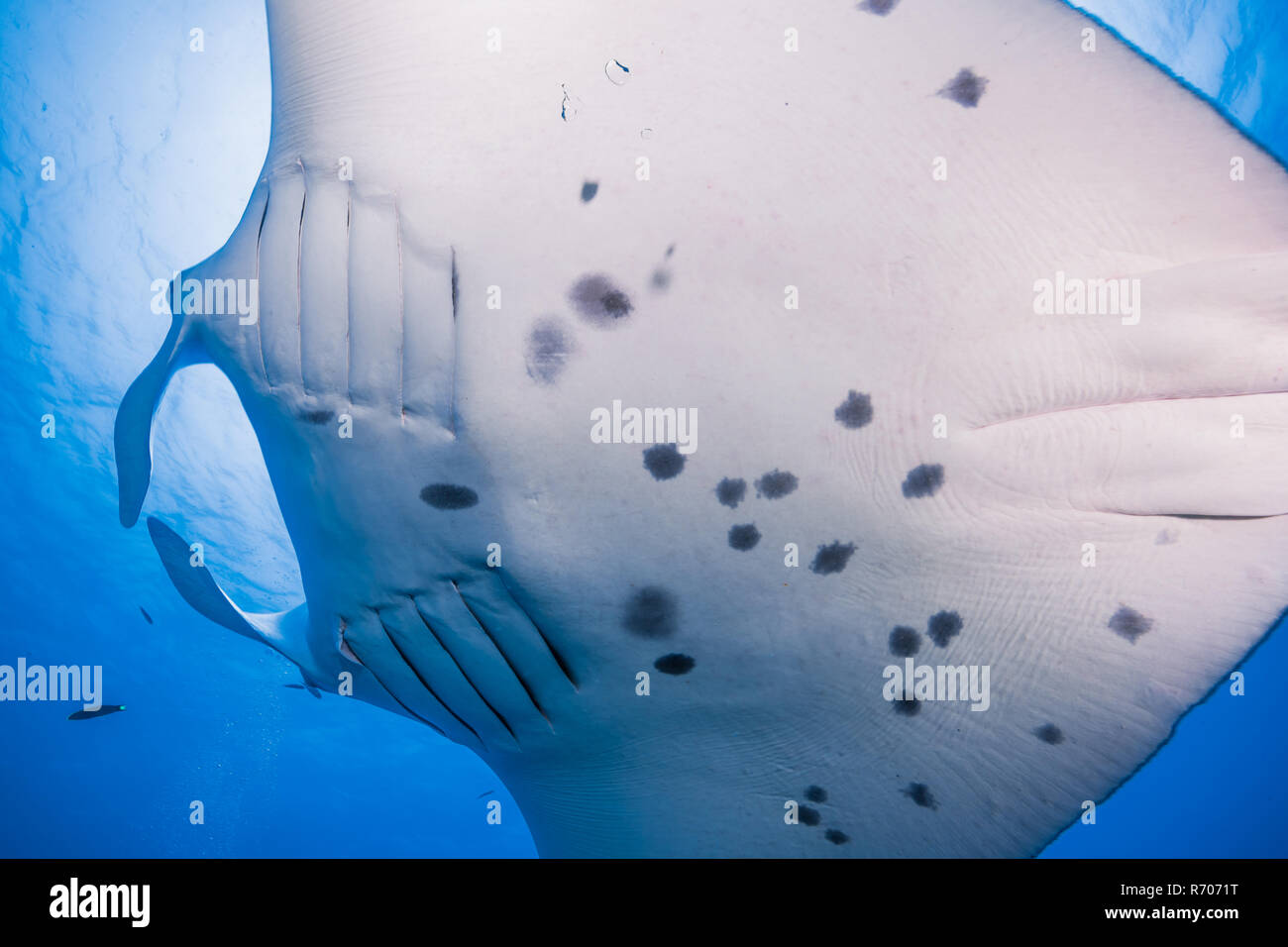 Manta Ray. Ansicht von unterhalb. Die Abdominal- schwarze Muster sind Hinweise auf individuelle Identifikation. Yap, Insel, die Föderierten Staaten von Mikronesien. Stockfoto