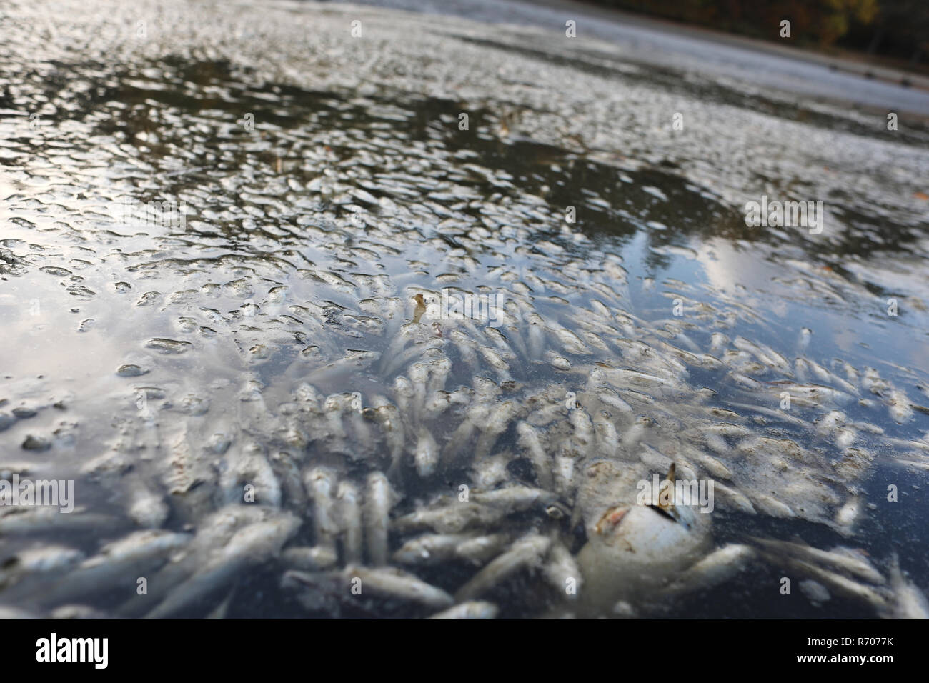 Toter fisch im wasser Fotos und Bildmaterial in hoher Auflösung Alamy