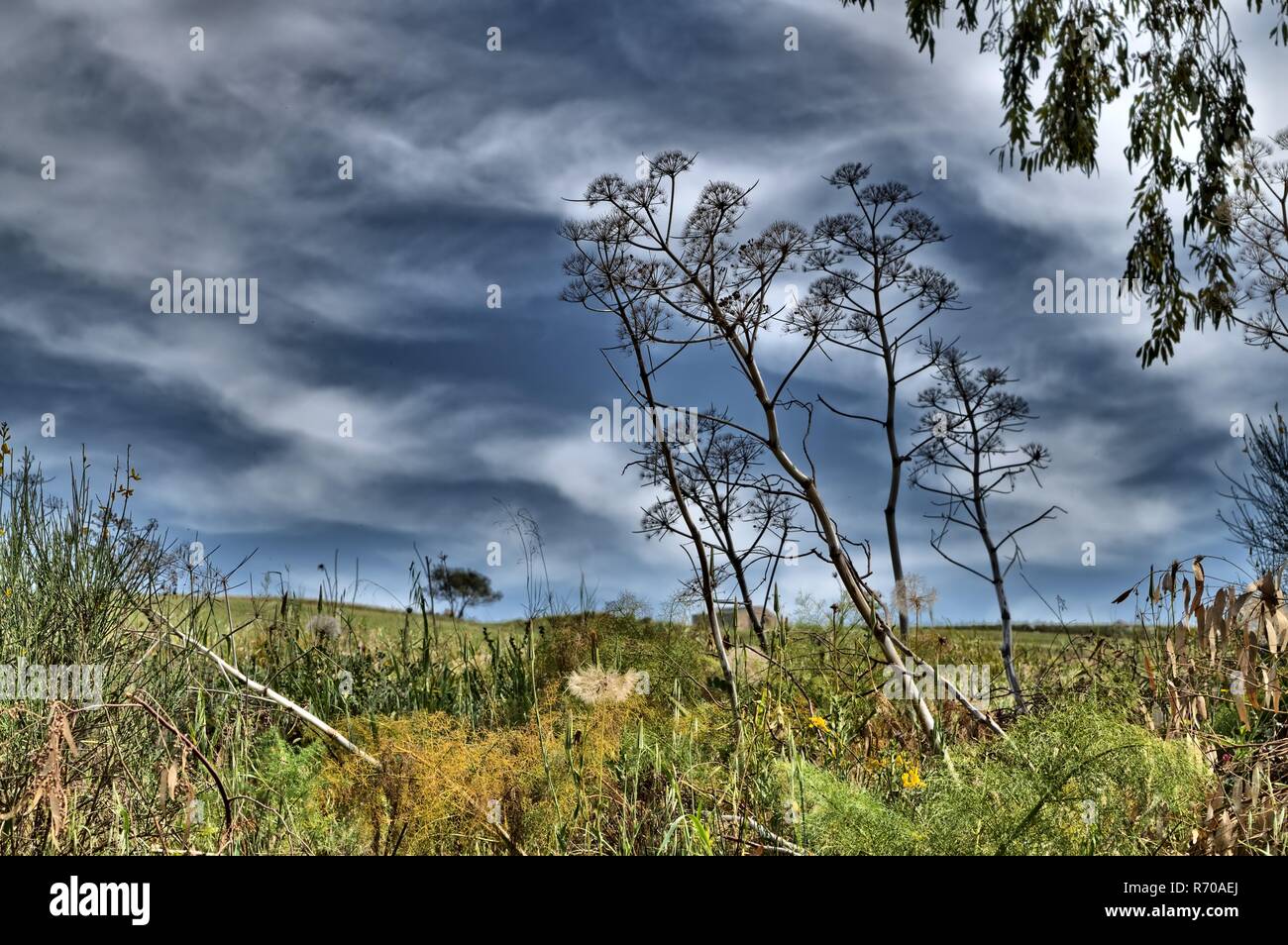 Die malerische Landschaft der mediterranen Macchia, Sizilien, Italien, Europa Stockfoto