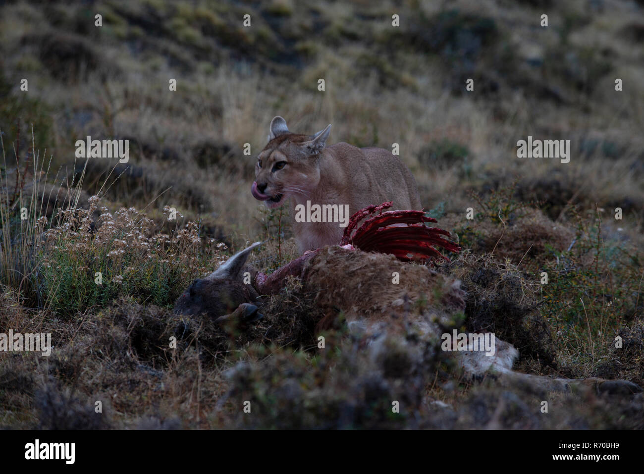 Wilde weibliche Patagonischen Puma/Mountain Lion lecken das Blut auf ihr Gesicht, als sie Feeds auf einer neuen Guanako Karkasse Stockfoto