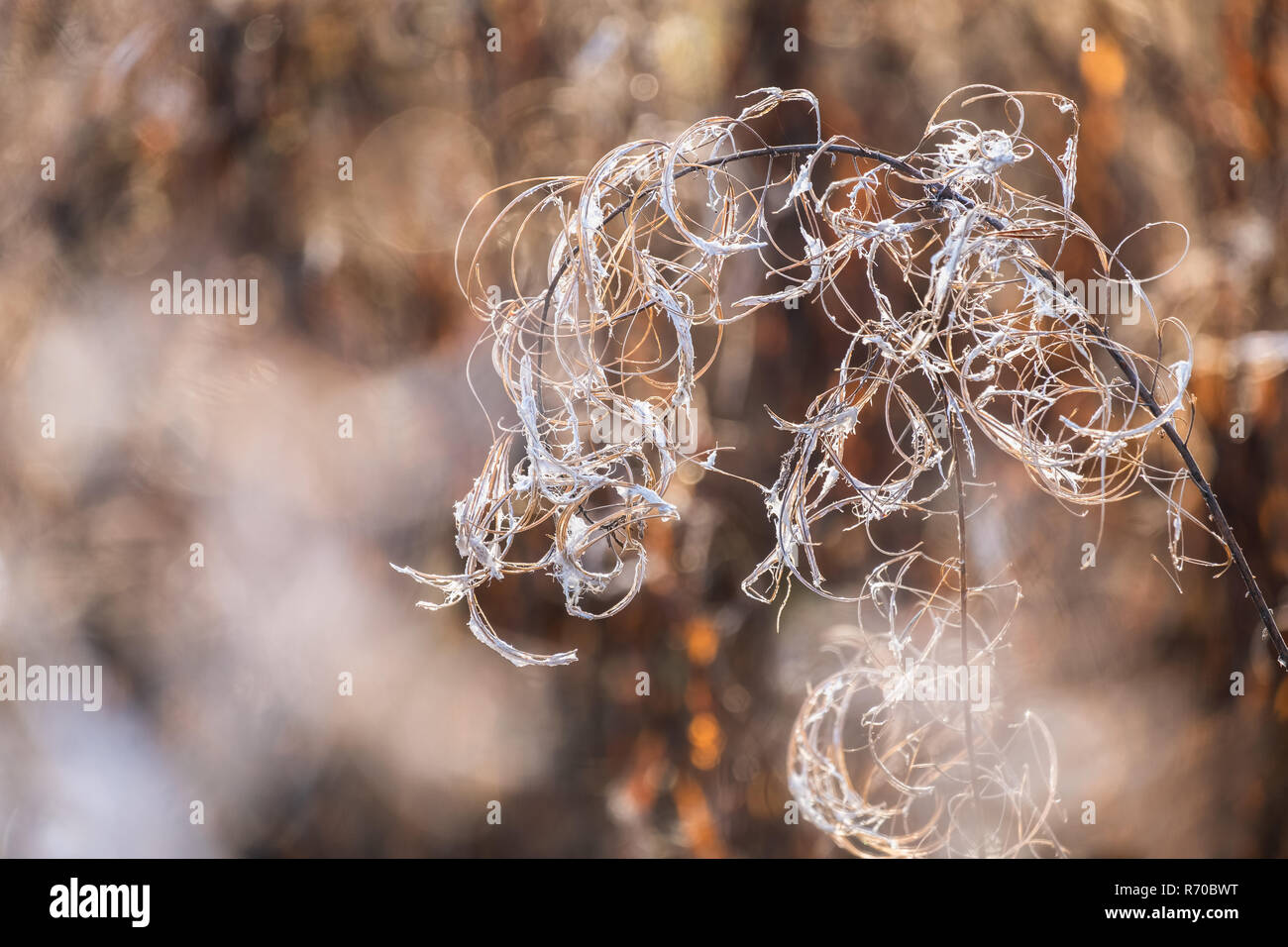 In der Nähe von getrockneten Fireweed mit schönen Bokeh Hintergrund im Herbst Abend Stockfoto