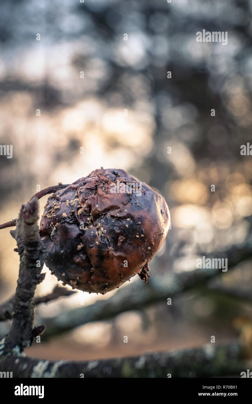 Faulen Apfel in Apfel Baum mit schönen Bokeh Hintergrund im Herbst am Abend. Stockfoto