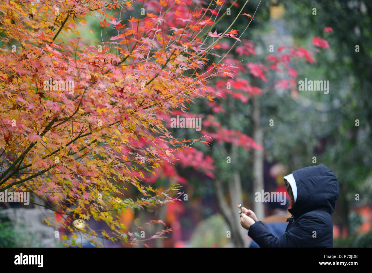 Nanjing in der chinesischen Provinz Jiangsu. 7 Dez, 2018. Ein Tourist nimmt Foto von Ahorn Blätter an Qingliang Mountain Park in Nanjing in der ostchinesischen Provinz Jiangsu, Dez. 7, 2018. Credit: Yang Suping/Xinhua/Alamy leben Nachrichten Stockfoto